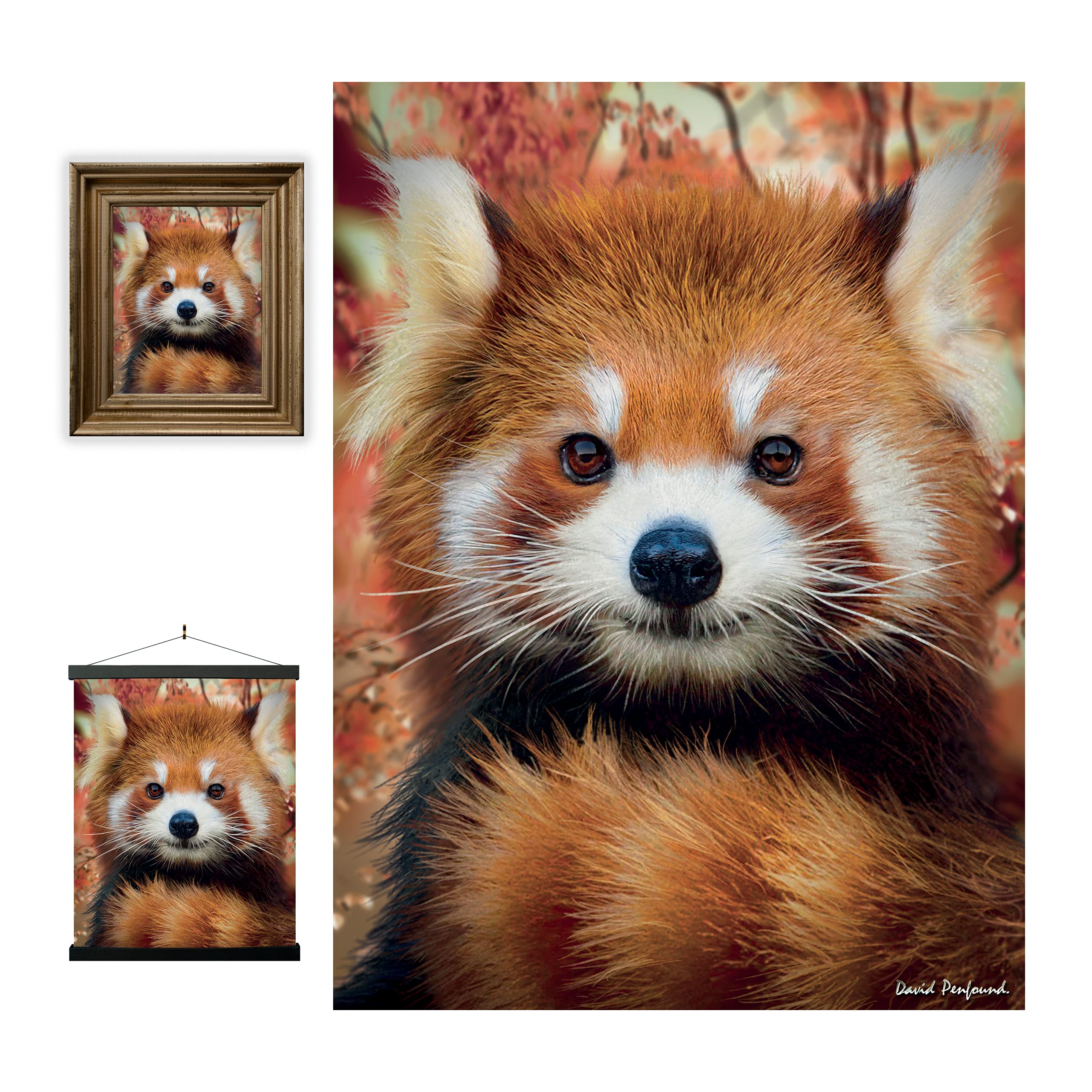 3D LiveLife Lenticular Wall Art Prints - Baby Red Panda from Deluxebase. Unframed 3D Jungle Poster. A perfect wall filler. Original artwork licensed from renowned artist, David Penfound โ image 1