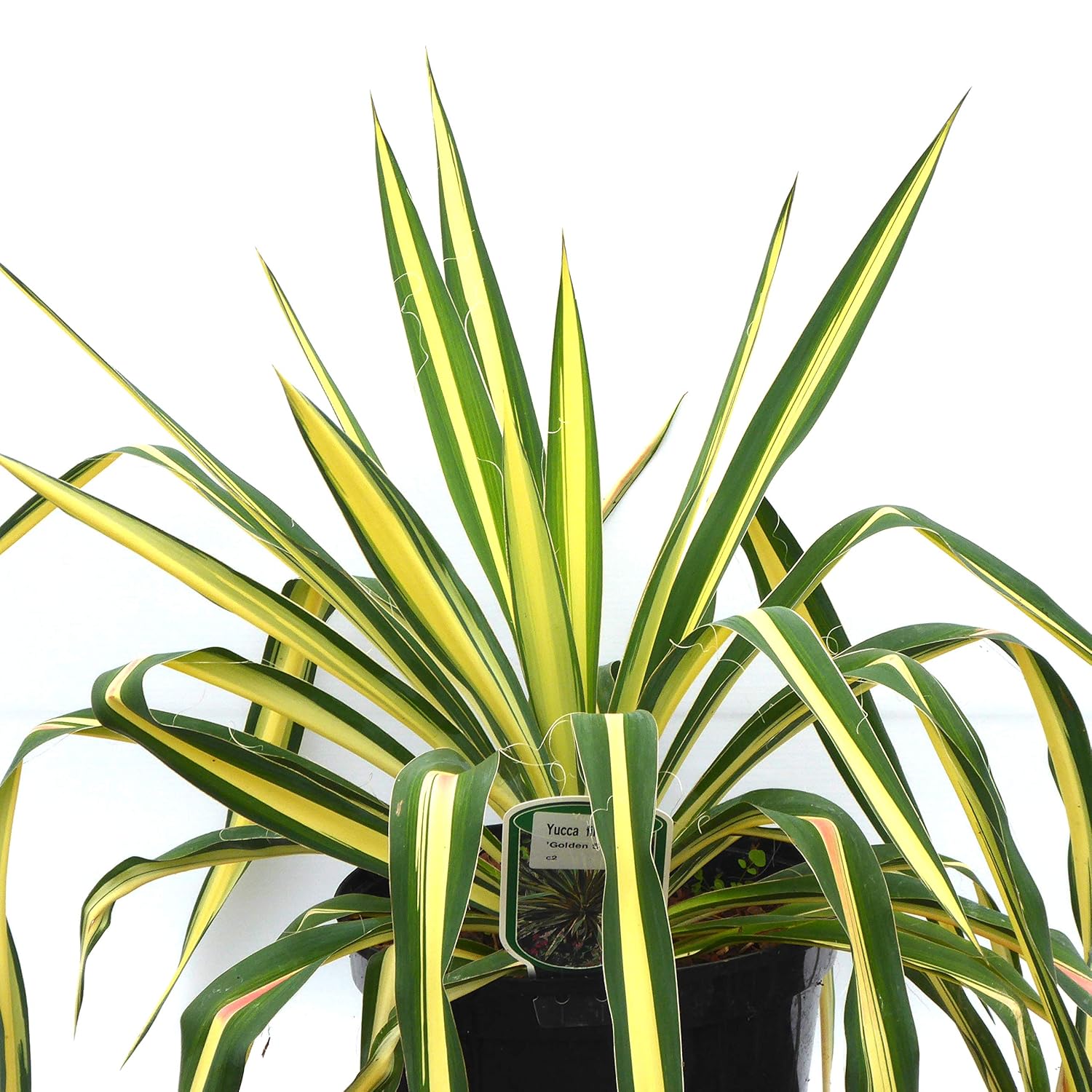 Hardy Outdoor Yucca Plant. Yucca �Color Guard� 20 cm Pot