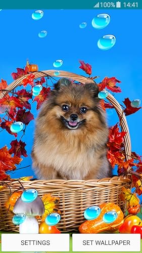 ライブ壁紙 ポメラニアン Amazon Co Jp Appstore For Android
