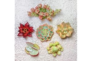 FWPP Succulents Plants Live Bulk,6 Different Varieties of 1.5-2 inches Succulent Plants.Bare Root Without Pot Soil,Live Plants Indoor Wedding Decor Baby Shower Party Favors Friend Plant Lover Gift