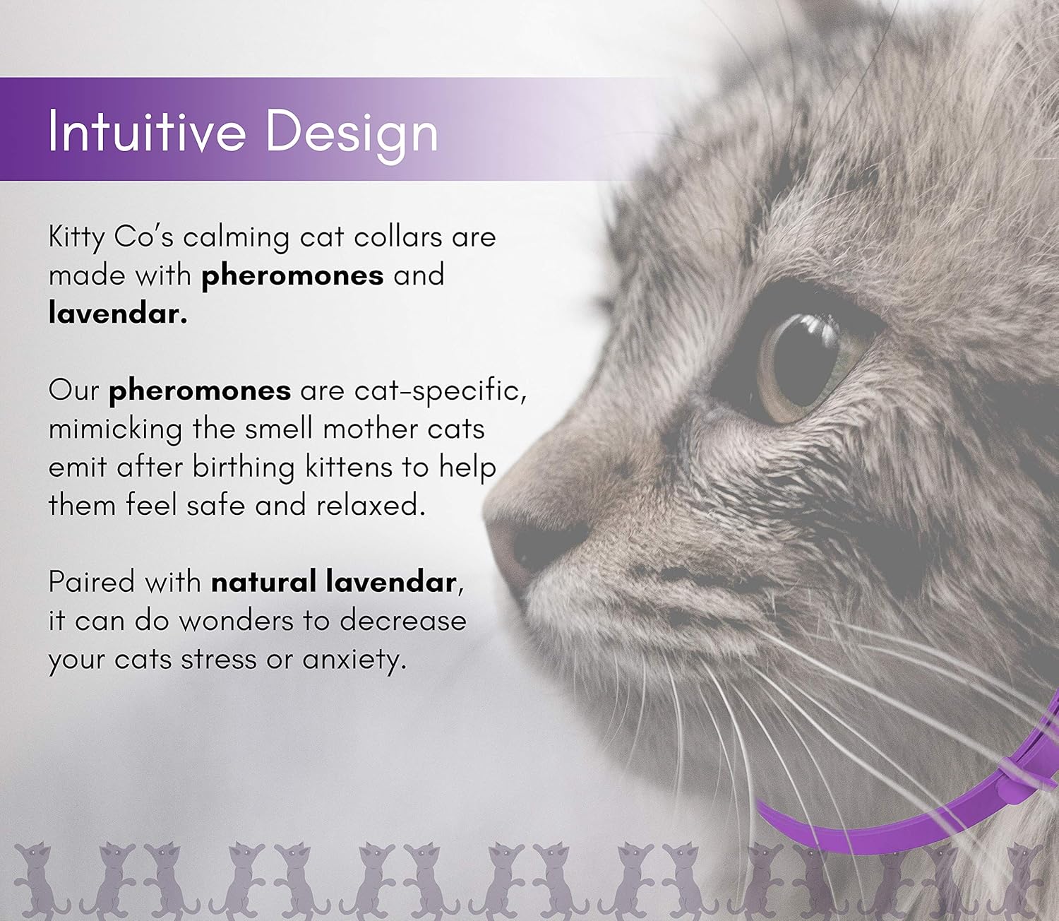 saltwater fish near me