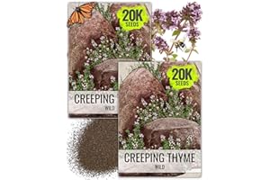 Seed Needs Wild Creeping Thyme Seeds for Planting - Heirloom & Open Pollinated - Attractive Flowering Groundcover for Rock Gardens & Butterfly Gardens (2 Packs)