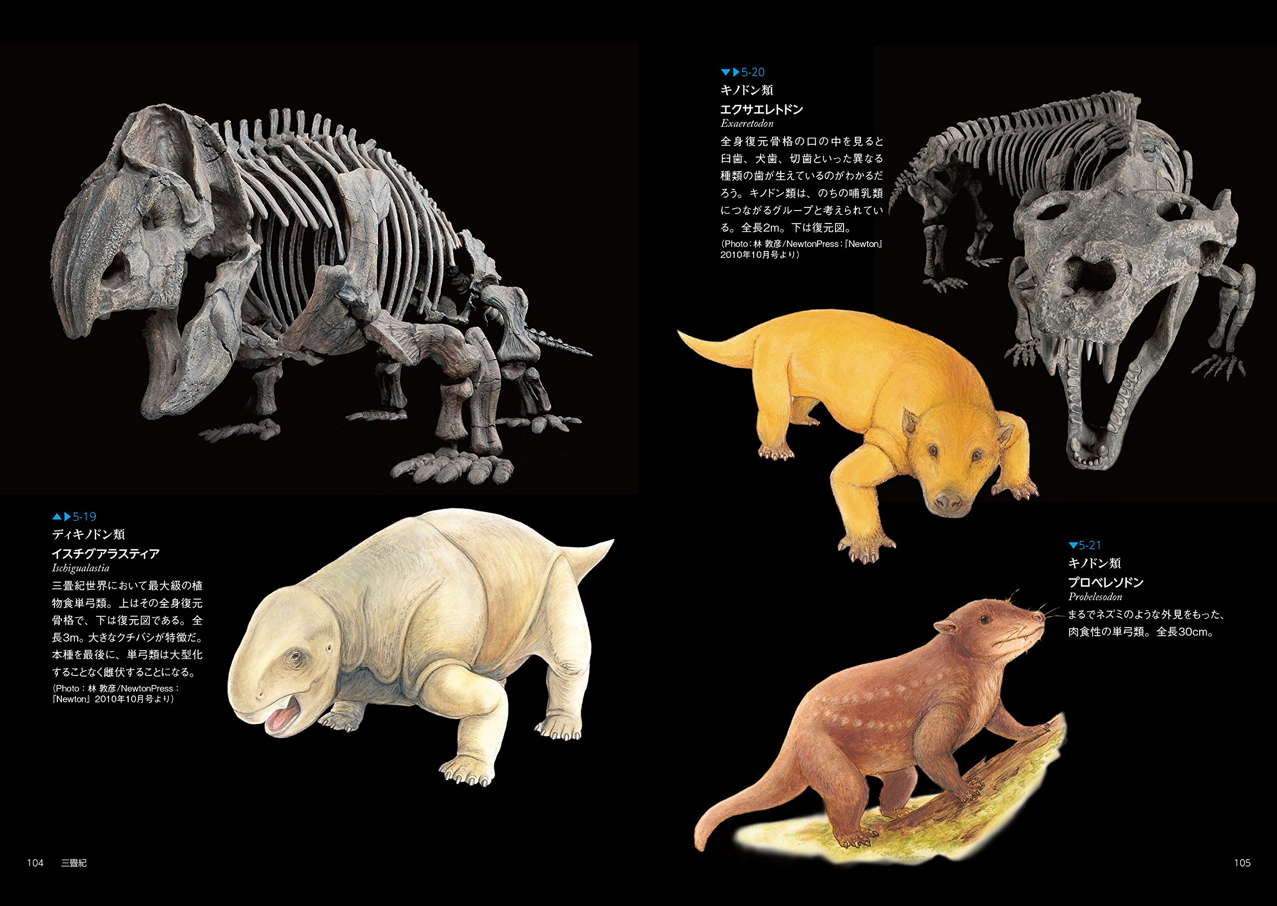 三畳紀の生物 生物ミステリー 生物ミステリー プロ 土屋 健 群馬県立自然史博物館 本 通販 Amazon