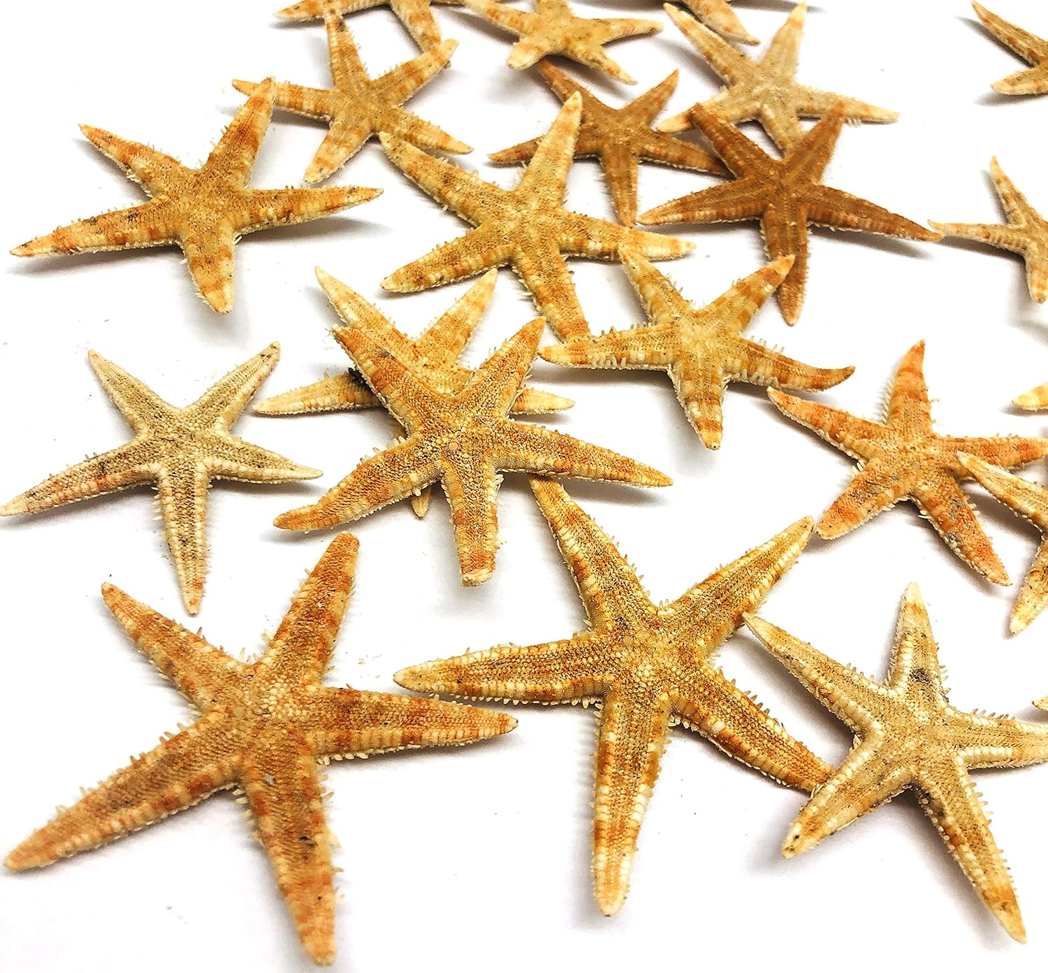 PEPPERLONELY 25PC Natural Flat Philippine Starfish, 1-1/2 Inch ~ 2 Inch for Beach Crafts …