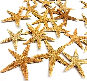 PEPPERLONELY 25PC Natural Flat Philippine Starfish, 1-1/2 Inch ~ 2 Inch for Beach Crafts …