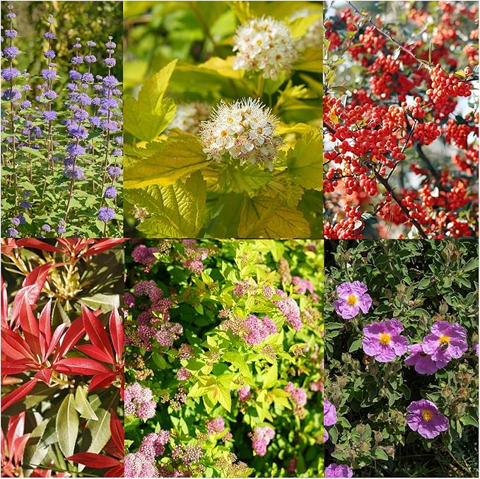 6 Pack of Hardy Shrub Garden Plants in 9cm pots. Each Variety Labelled