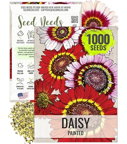 Amazon.com : Seed Needs English Daisy Mix Seeds for Planting