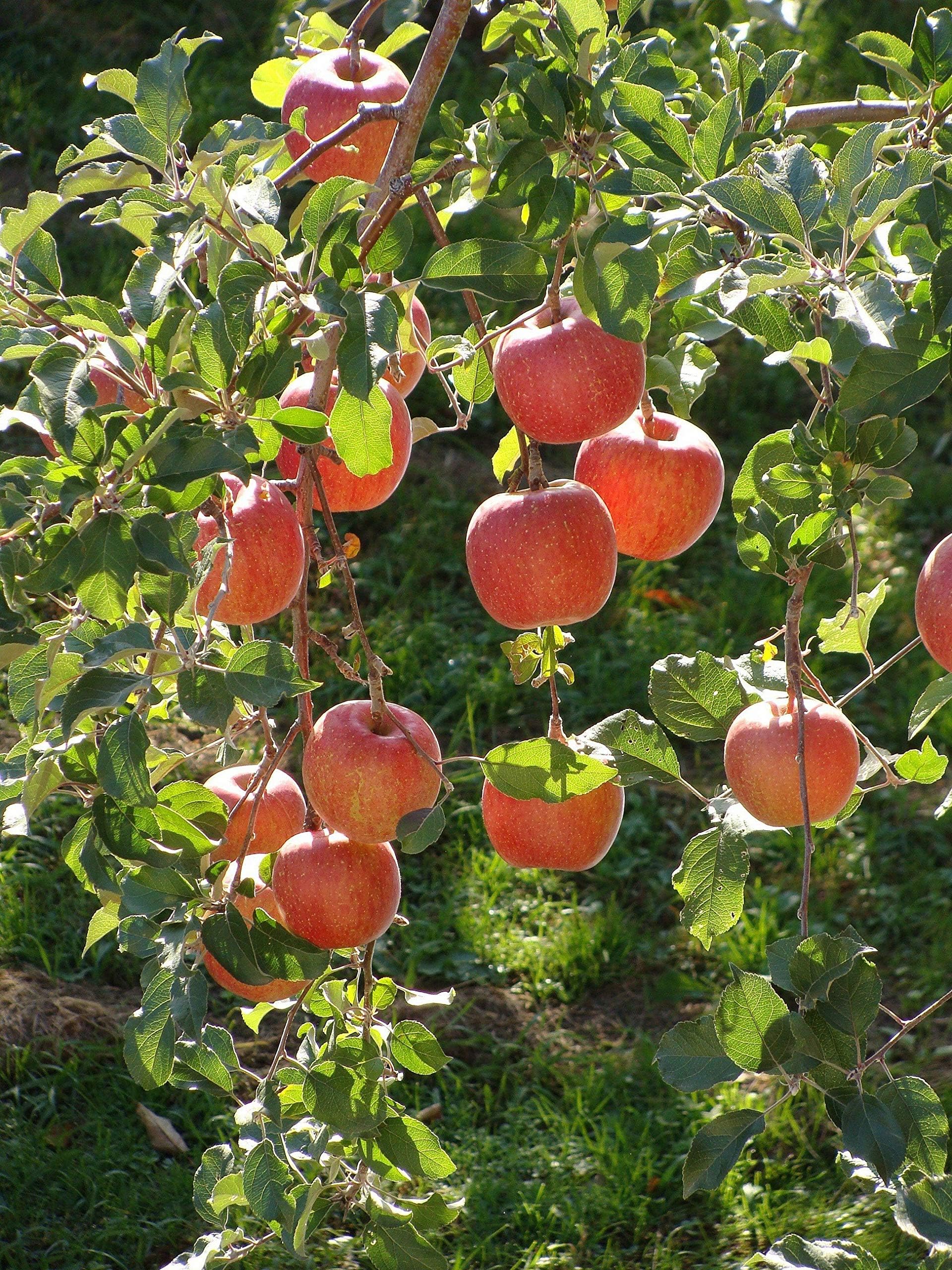 Dwarf Braeburn Apple Tree - Heavy producing, Easy Growing, and Delicious