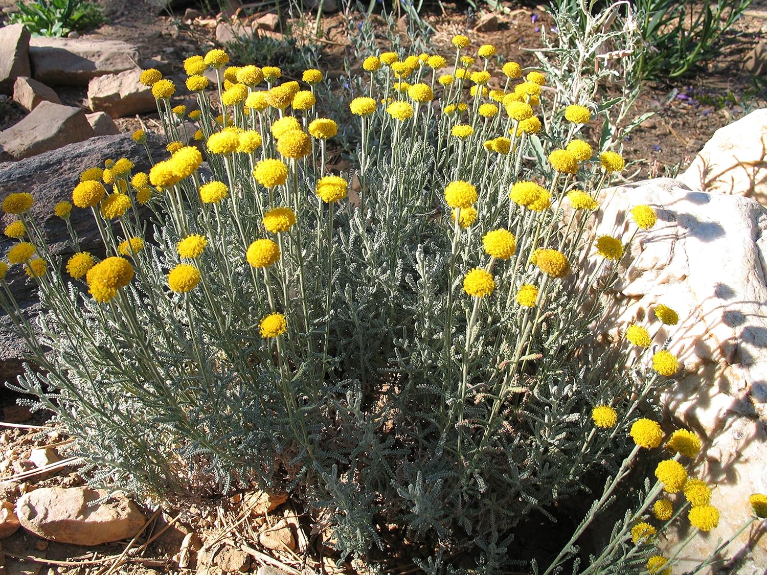 Lavender Cotton Aka Santolina