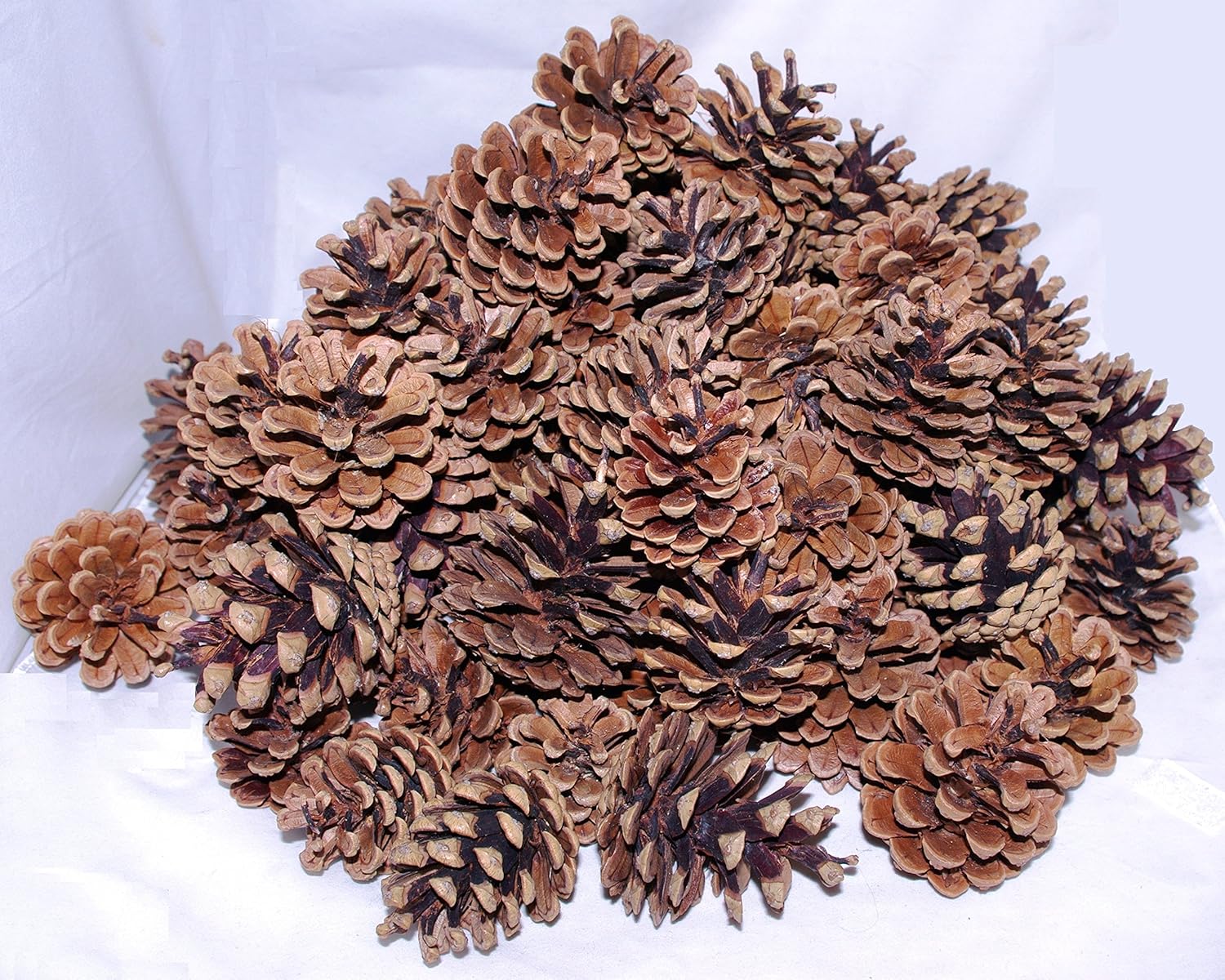 100 Pine Cones, Mixed Sizes 47cm Natural, Open and Dried