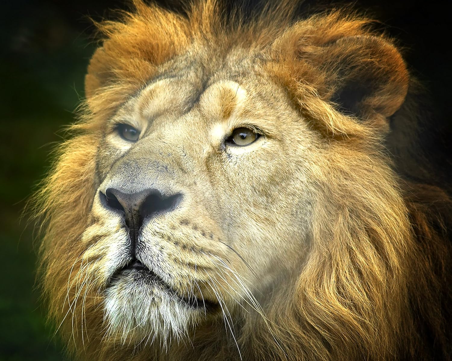 Amazon Com Lion King Of The Jungle 504 Piece Jigsaw Puzzle 16 X Toys Games