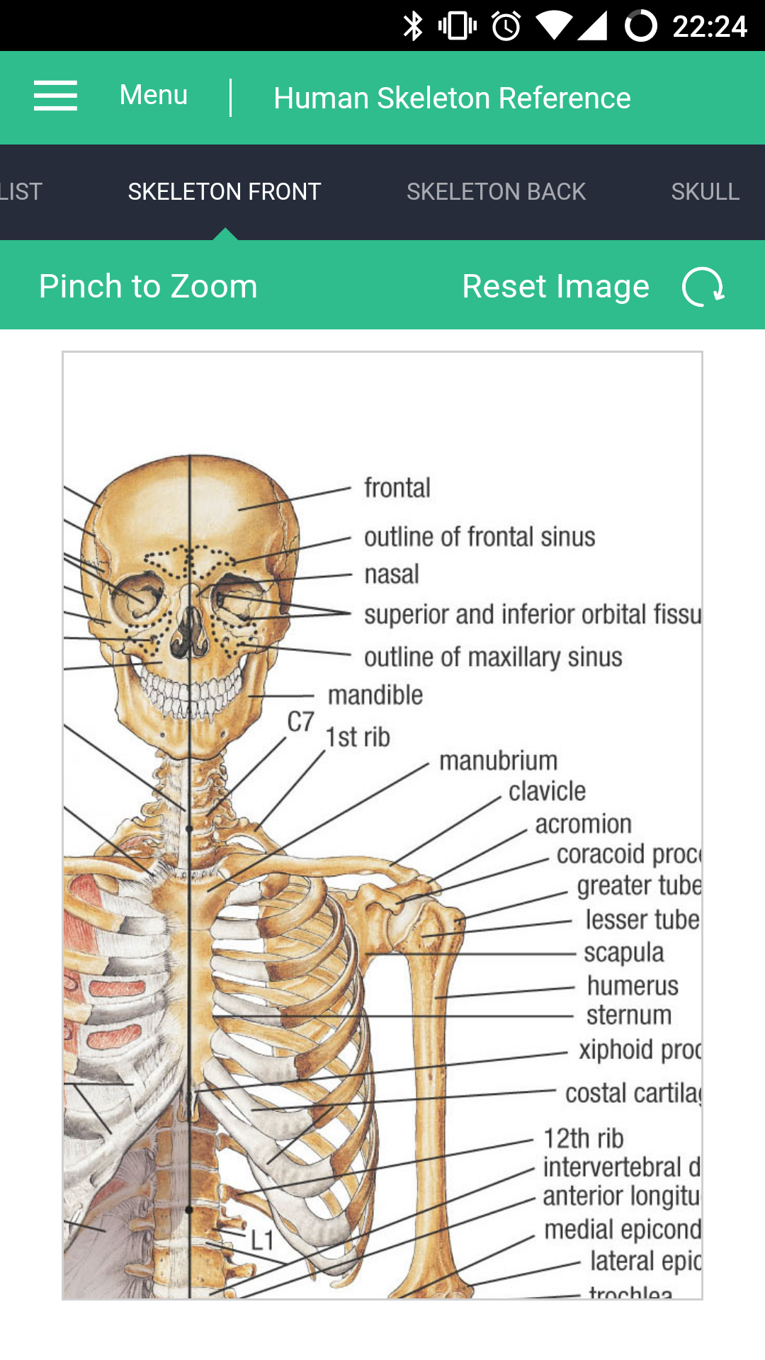 Amazon.com: Human Skeleton Reference Guide : Apps & Games