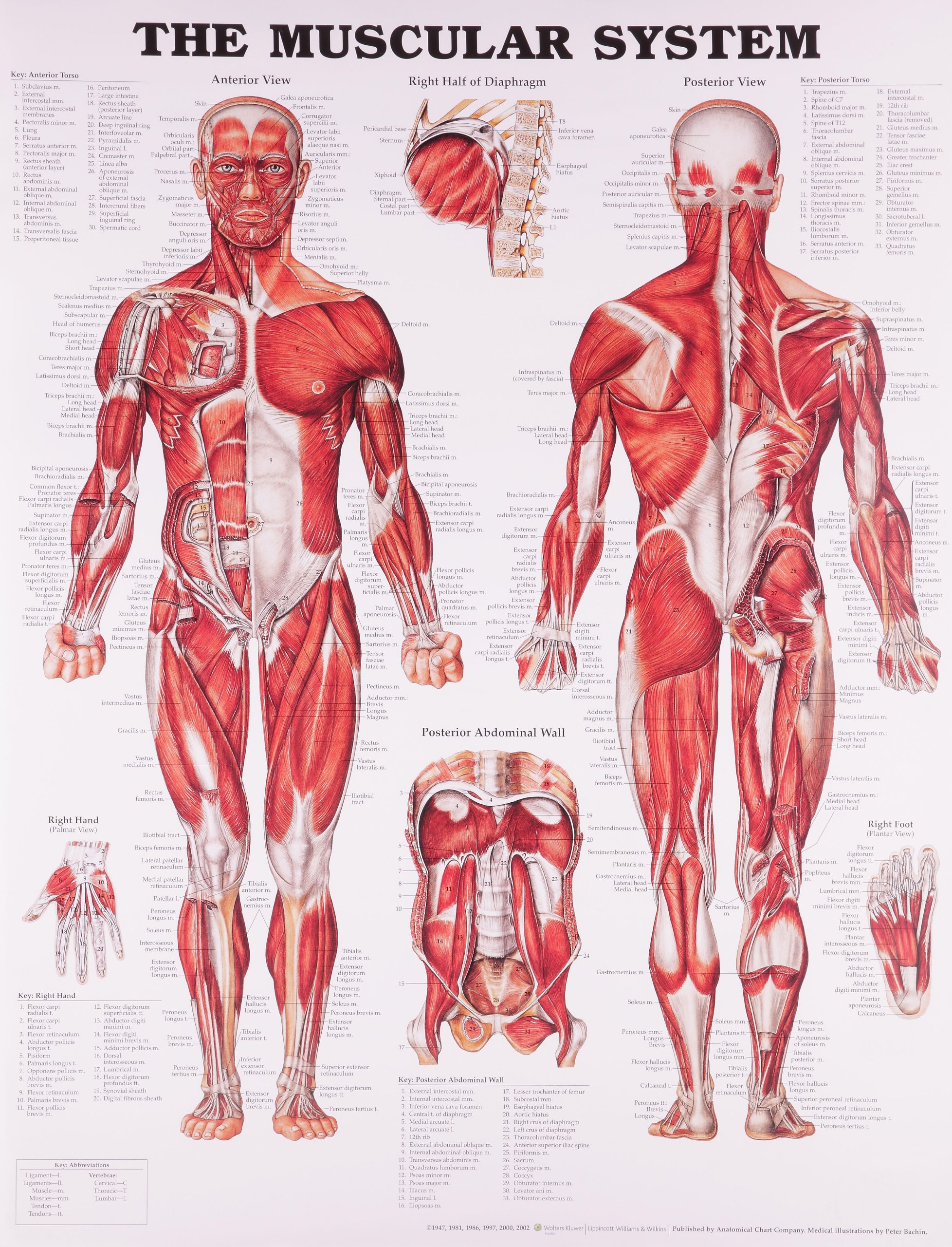 The Muscular System Anatomical Chart Anatomical Chart Company 0602528403112 Anatomy Amazon Canada