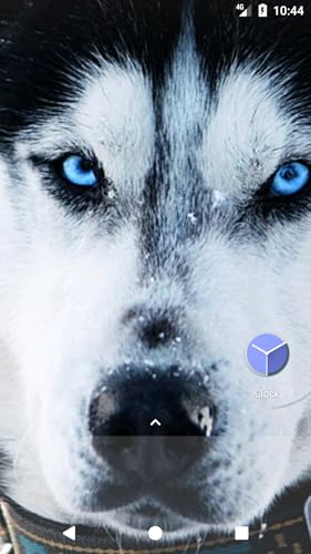 Siberian Husky Wallpaper Hd Free Amazon Com Appstore For Android Siberian Husky Wallpaper Hd Free Amazon Com Appstore For Android