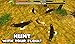 Eagle Simulator