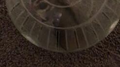 eugene talmond hamster ball