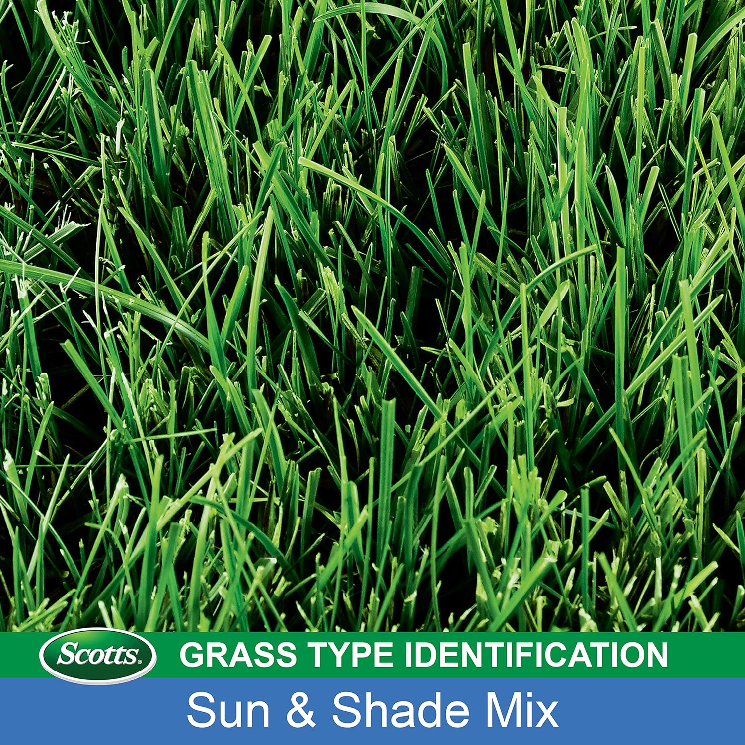 Scotts Turf Builder Grass Seed Sun and Shade Mix, 3 lb. - Grows in Extreme Conditions Including Full Sun and Dense Shade - Seeds up to 1, 200 sq. ft. : Grass Plants : Garden & Outdoor