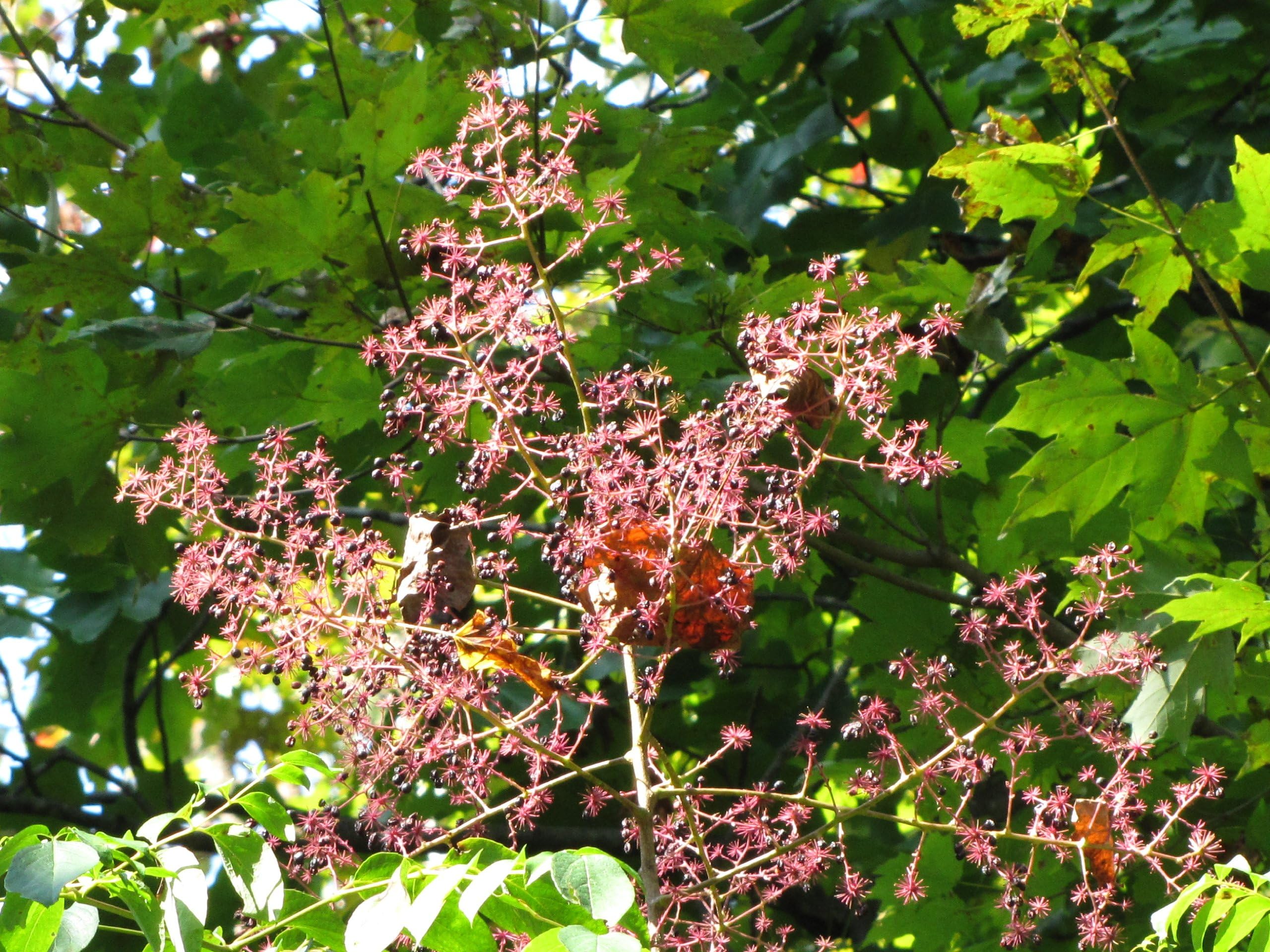 Devil's Walkingstick (Aralia spinosa), Seed Packet, True Native Seed