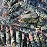 Plant Good Seed Organic Strubbes Green Oaxacan Corn Bulk Seeds: 2,000 Count | Emerald-Green Dent Corn From Oaxaca, Traditional Tamale and Flour Corn, Drought-Adapted Landrace, Open-Pollinated