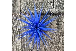 Live Extra Large Tillandsia Ionantha Guatemala Colorful Air Plant 3+ inch Enhanced Color Easy Care Indoor Outdoor Home Decor Gift Airplant by Awesome Industries (Deep Blue XL)