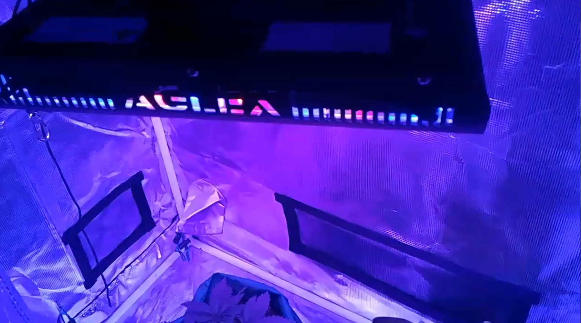 Watch 1200 Watt LED Grow Light for Indoor Plants on Amazon Live