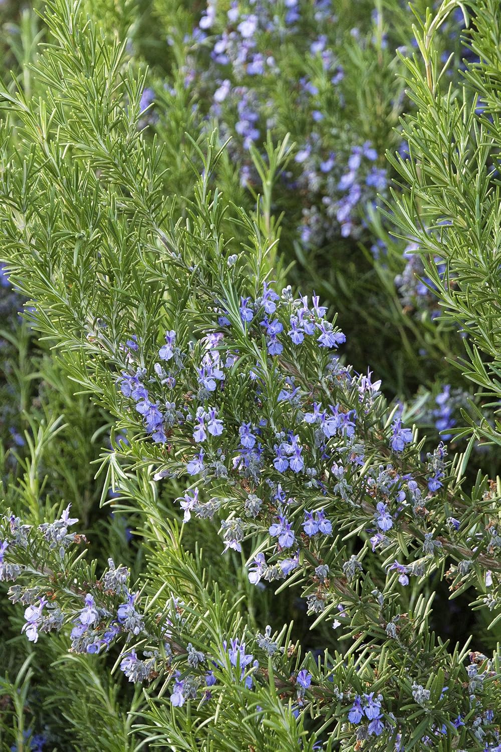 Upright Rosemary aka Rosmarinus Off. �Tuscan