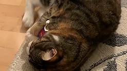 yeowww my cats balls