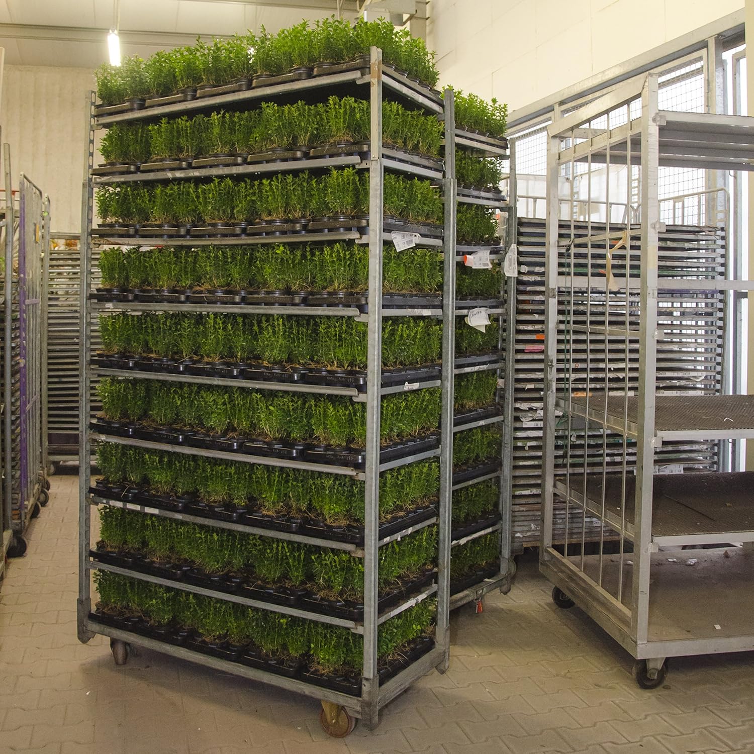 Garten Balkonpflanzen Gartenpflanzen Heckenpflanzen Hohe 15 20 Cm Inter Flower 20 Buchsbaum Pflanzen Im Topf Buxus Sempervirens Garten Fade Ie