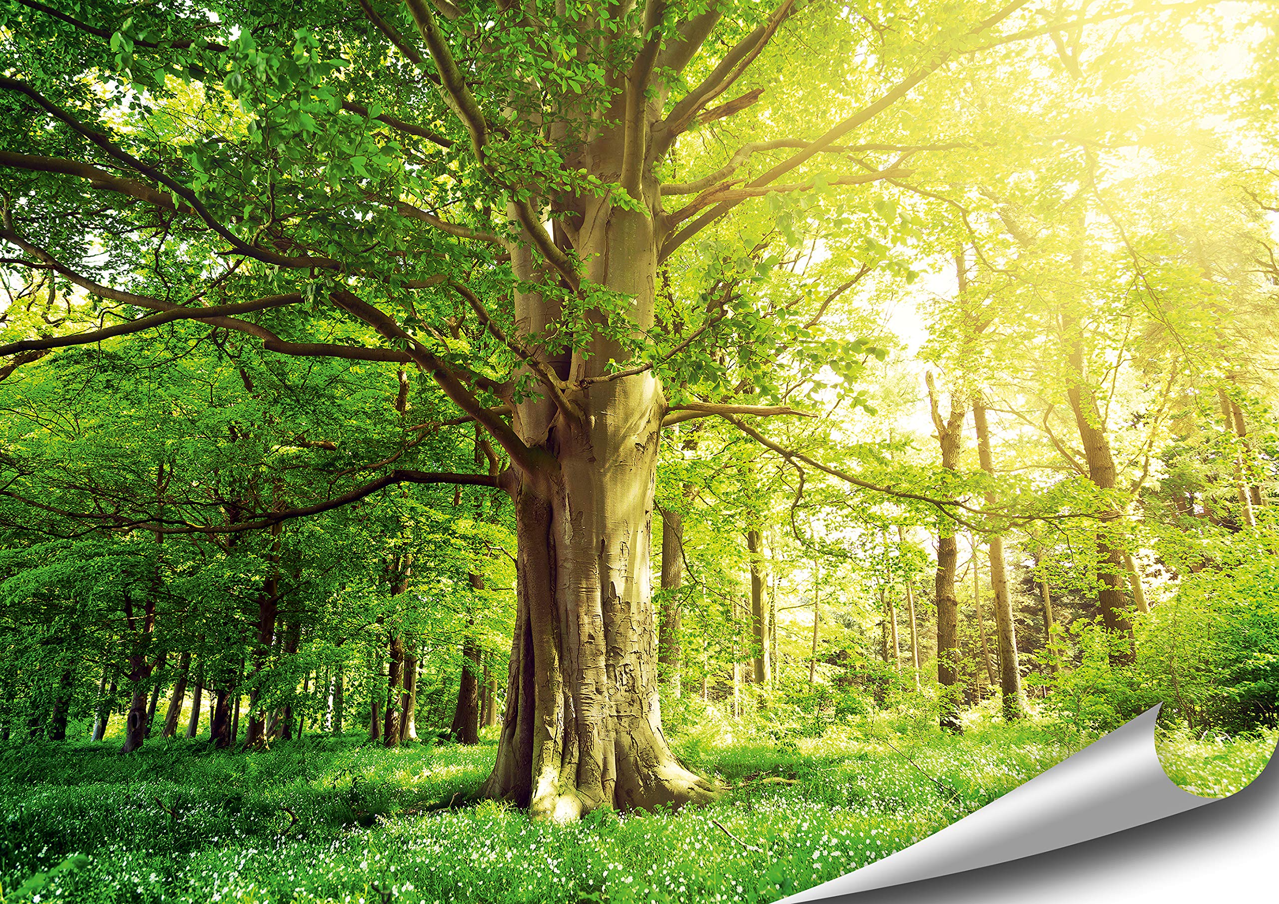 ARTBAY Forest Poster XXL - 46,8 x 33,1 Inch (118.8 x 84 cm) | Old Beech | Flower Meadow | Trees | Sunny Forest | Nature Pictures | Premium Quality