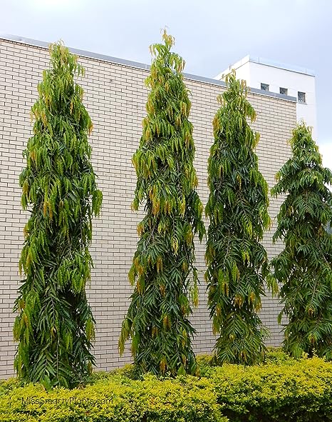 Creative Farmer Outdoor Tree Seeds Devdar - Mast Tree Tree Seeds Seeds Kitchen Garden Seeds Pack