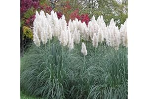 Outsidepride 2000 Seeds Perennial Cortaderia Selloana White Pampas Ornamental Grass Seed for Planting