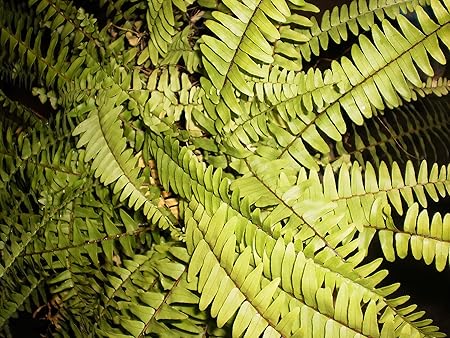 Amazon.com : Live fern : Garden & Outdoor