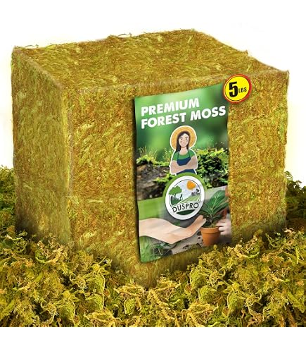 Amazon.com : SuperMoss (25327) Forest Moss Preserved, Fresh Green