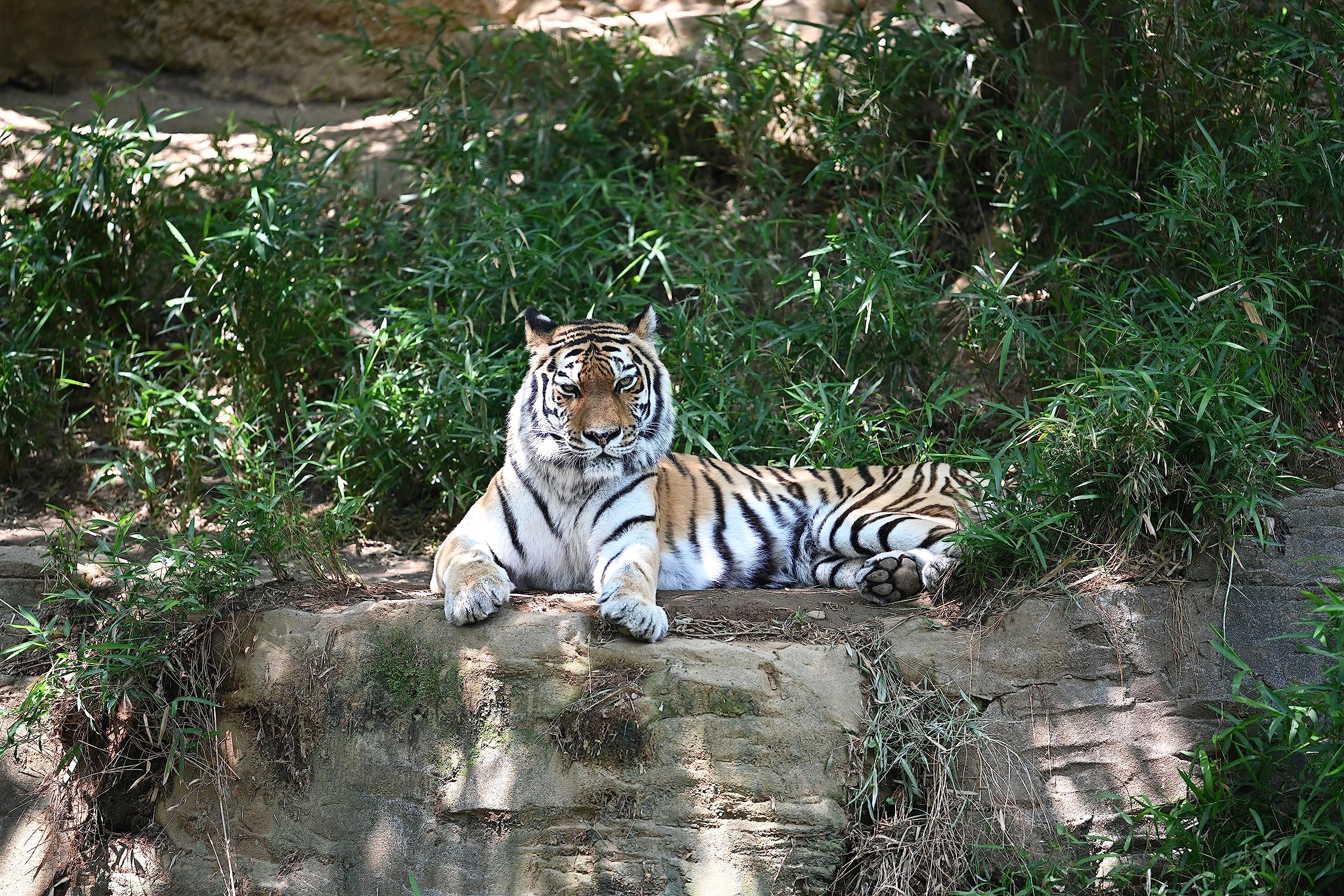 Nikon Z TELECONVERTER TC-2.0X for 2.0X Magnification of Compatible Nikon Z Mirrorless Lenses and Nikon Z Cameras