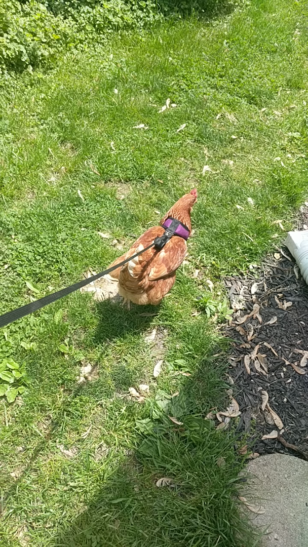 Customer reviews Yesito Chicken Harness Hen Size with 6ft