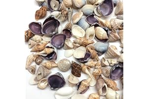 PEPPERLONELY Small Mix Sea Shells, Very Clean, 8 OZ Apprx. 340+ PC Shells, 1/2 Inch ~ 1 Inch
