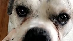 snout soother amazon