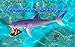 Shark Around
