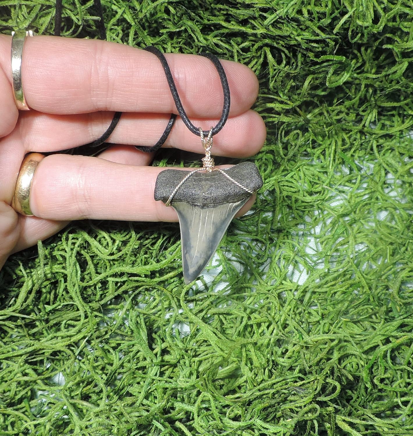 1 1/2'' Very Nice Mako Sharks Tooth Necklace!!