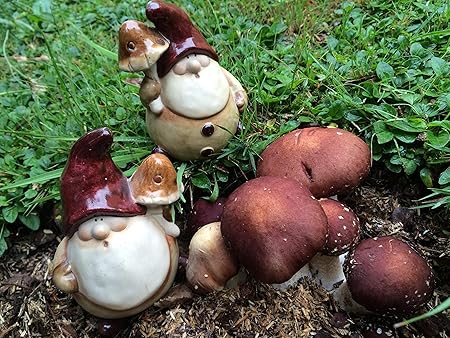 Bio Braunkappe Pilzbeet Pilze Selber Zuchten Amazon De Garten