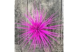 Live Extra Large Tillandsia Ionantha Guatemala Colorful Air Plant 3+ inch Enhanced Color Easy Care Indoor Outdoor Home Decor Gift Airplant by Awesome Industries (Pink XL)