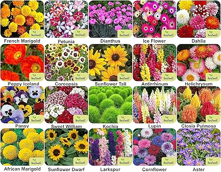 Aero Seeds Combo Of 640+ Seeds 20 Varieties of Flower Seeds For Your Garden Beautiful Bloom Germination Seeds
