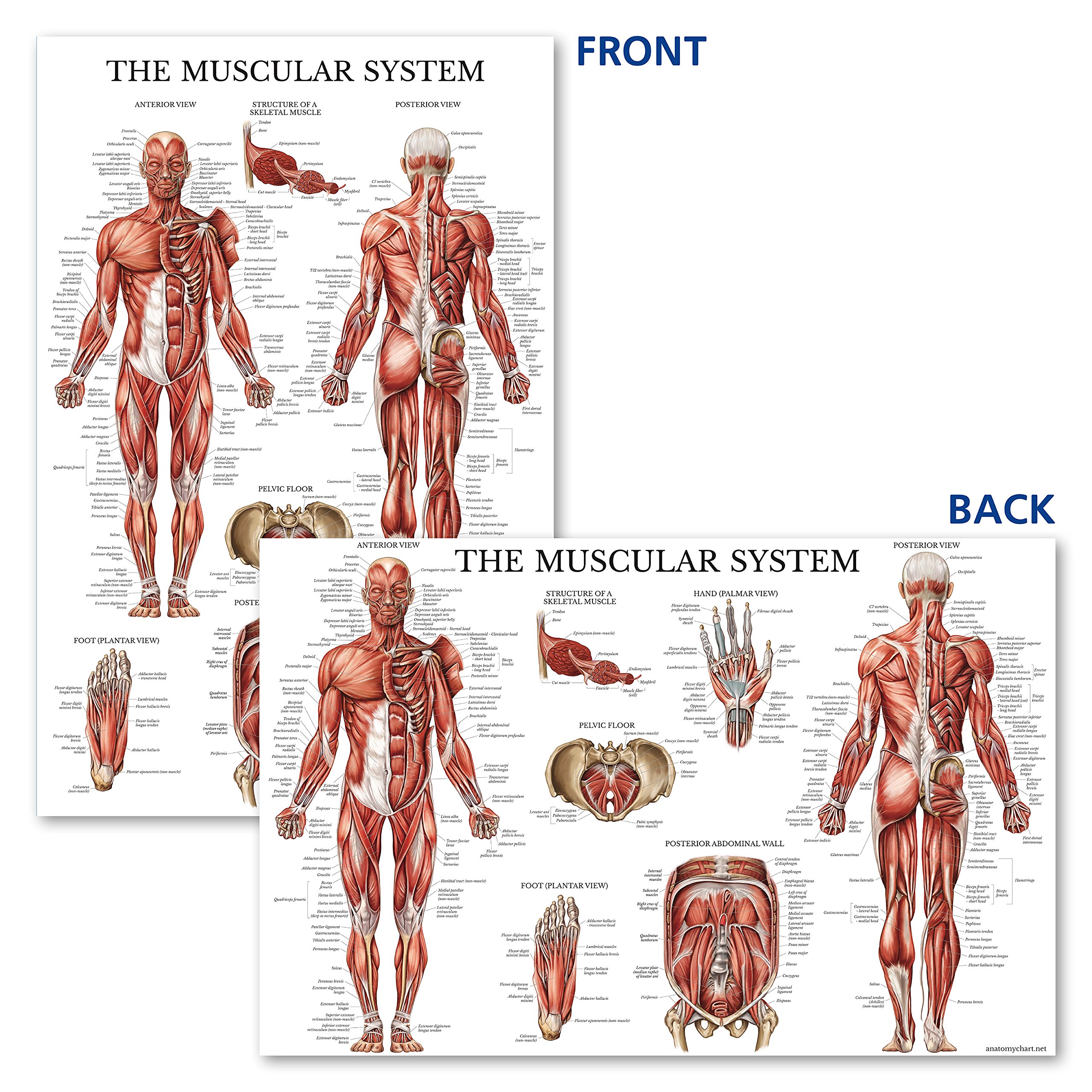 Palace Learning Muscular Skeletal System Anatomical Poster Set