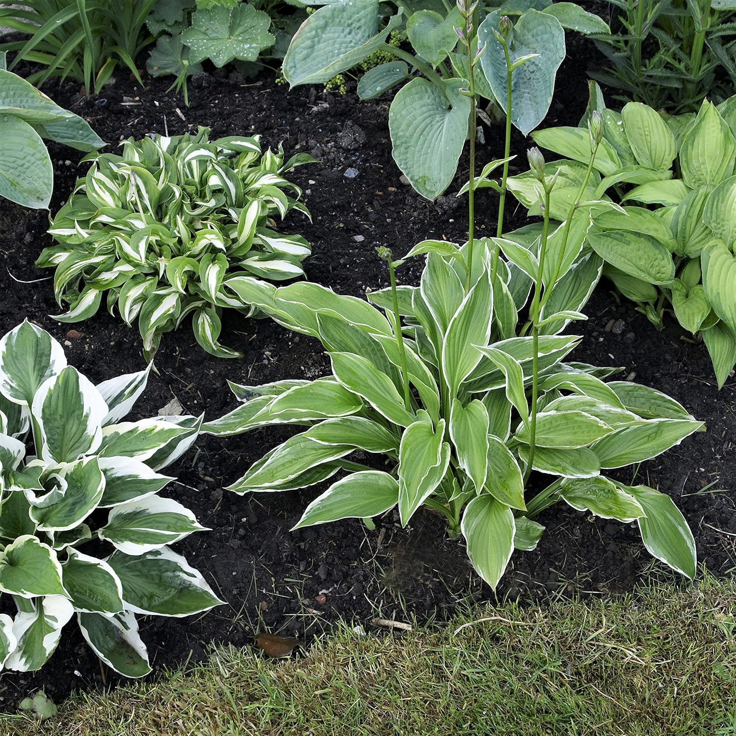 Easy to Grow Bulbs Hosta Mix - Thumbnail 3