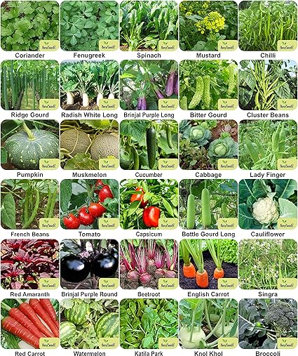 Aero Seeds Vegetable Seeds Bank For Home Garden 30 Varieties - 1860+ Seeds