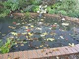 Blagdon Clearview Pond Cover Netting 3m x 2m Black Double Weave 6 Pegs view 3