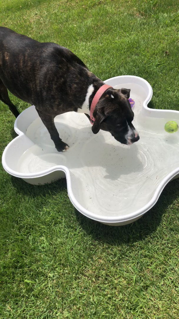One Dog One Bone Paw Shaped Play Pool for Dogs, White Pet Supplies