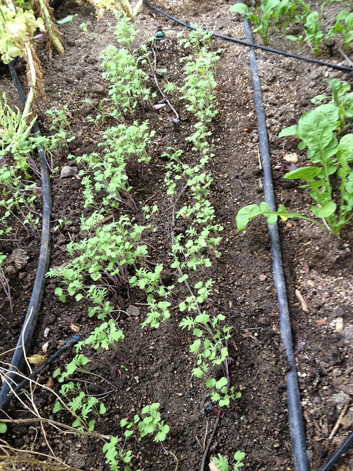 4 x8 raised bed garden kits on Amazon Com Blumat Pre Designed 4 X 8 Raised Bed Kit Automatic Drip Irrigation Watering System Garden Outdoor