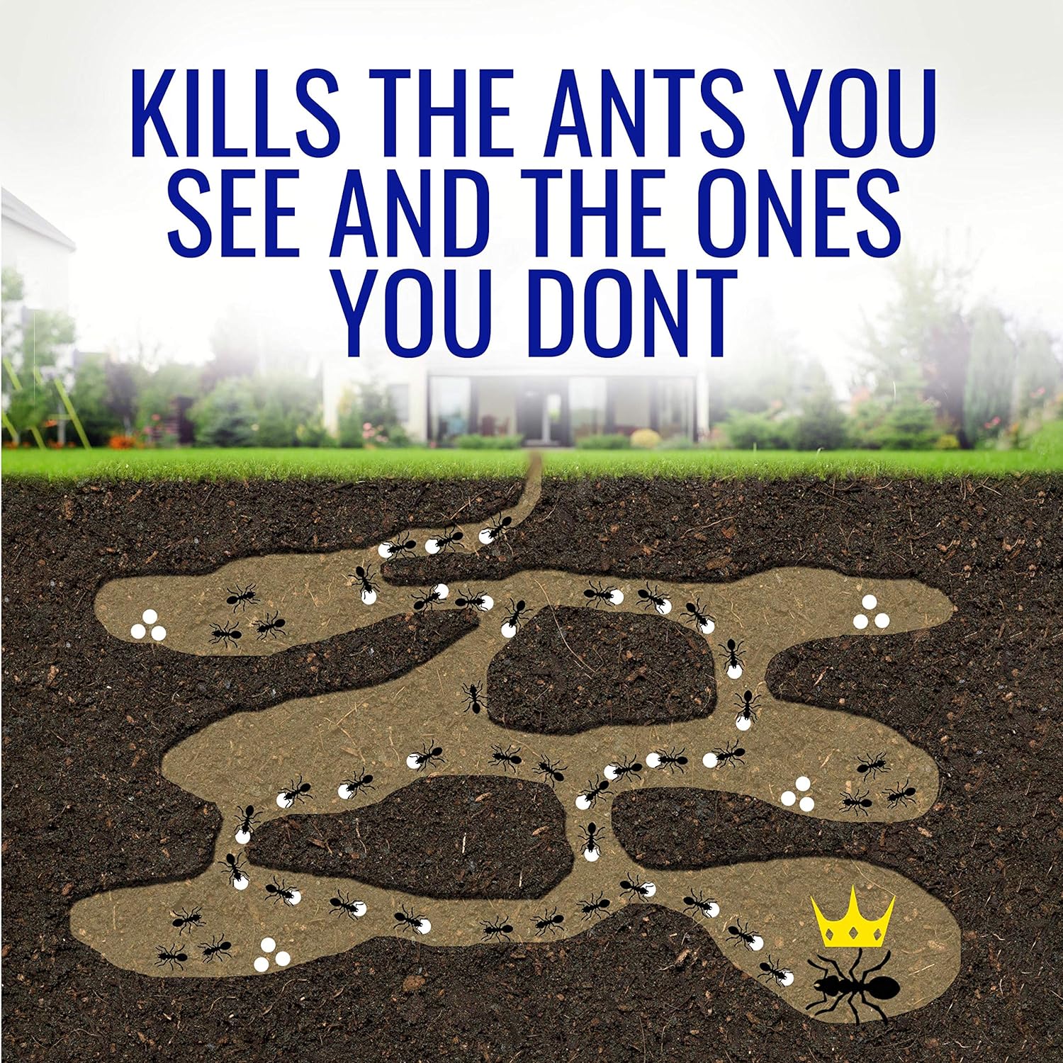 TERRO T300 Liquid Ant Bait Ant Killer, 6 Bait Stations : Home Pest Lures : Garden & Outdoor