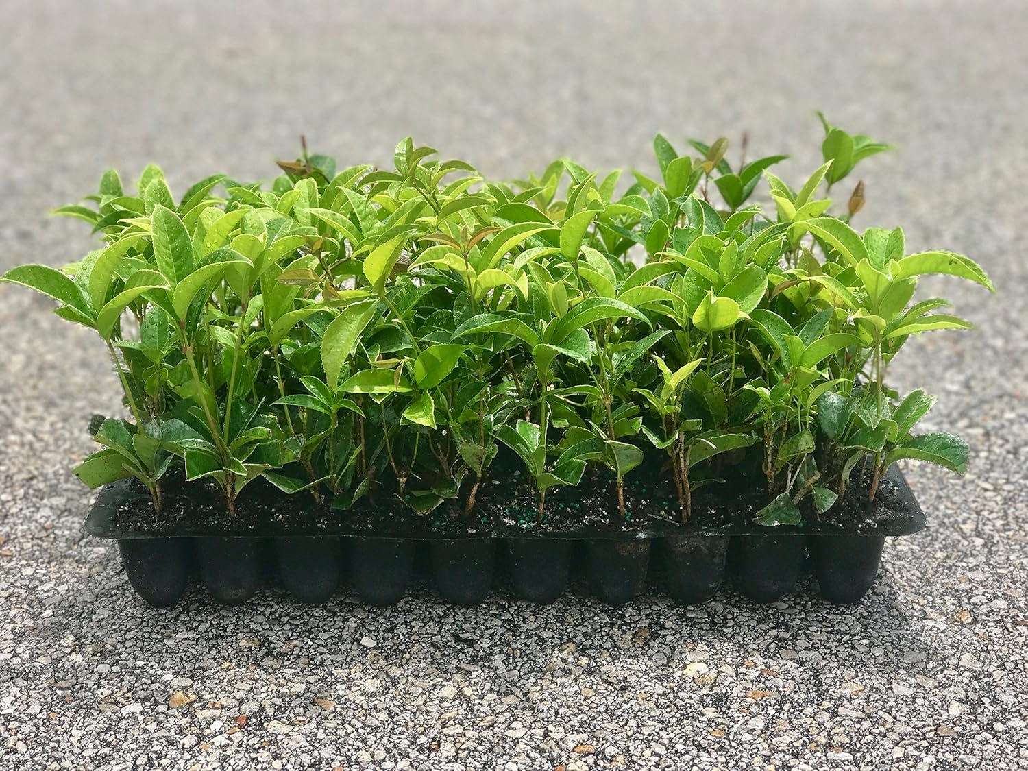 Fragrant Tea Olive Osmanthus Fragrans Qty 30 Fully Rooted